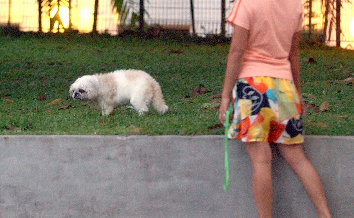 越来越多新加坡人倾向于聘请一名能照料家中宠物的女佣。（新报档案照片）