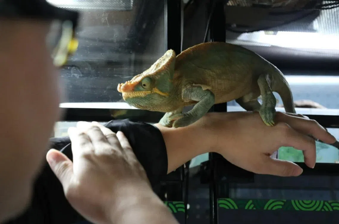 你敢让这只“龙”在手上爬来爬去吗？（南华早报）