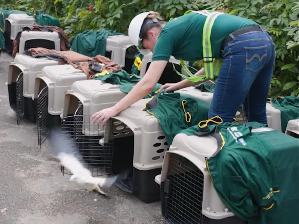 飞禽公园的搬家大队从今年1月4日开始执行任务。（万态野生动物世界视频截图）