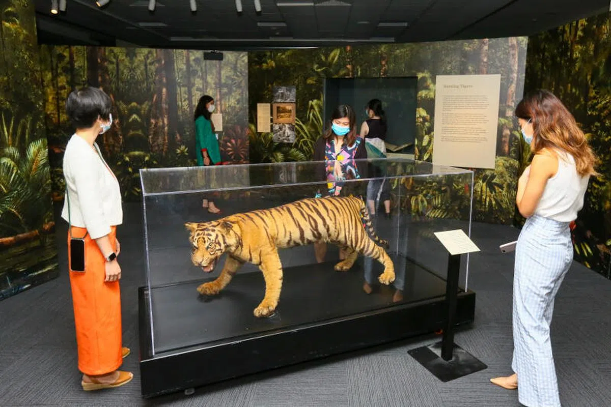 特展中的马来虎标本。（联合早报）