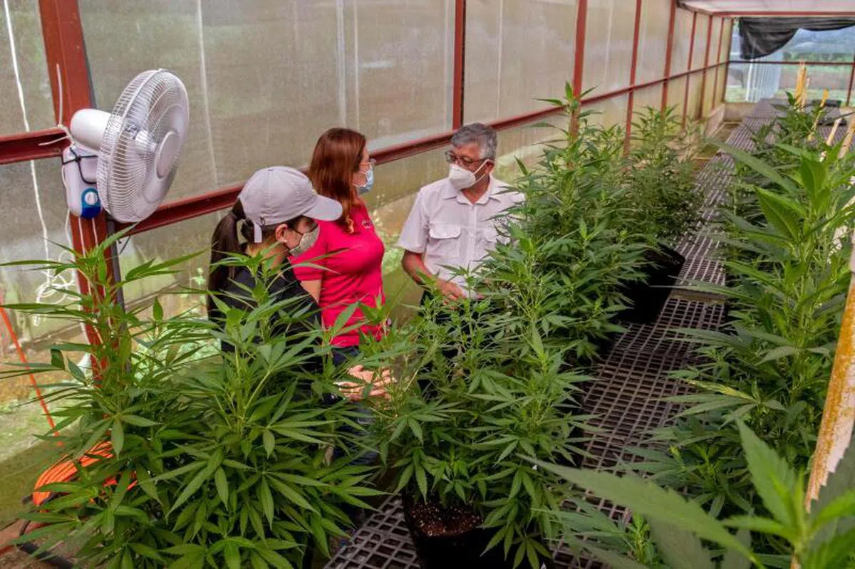  拉丁美洲哥斯达黎加的癌症研究所种植，作为医药用途的大麻。（法新社） 