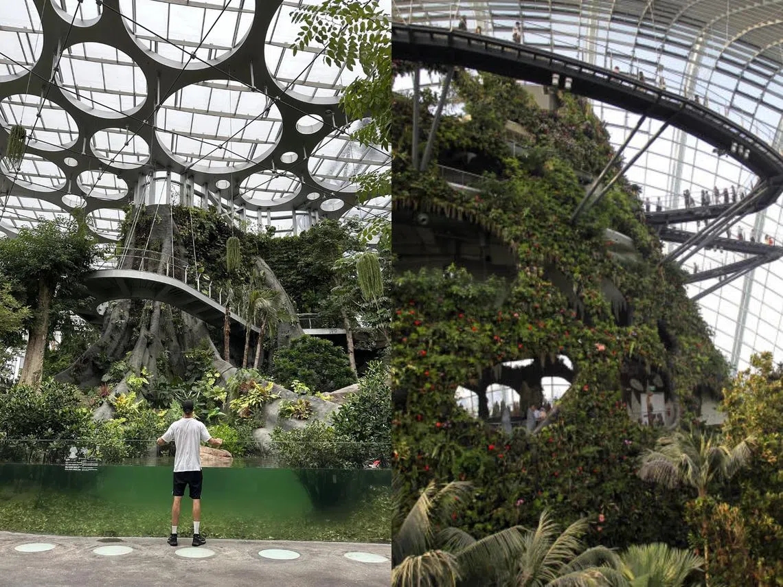 左图为上海温室花园的云上森林馆，右图为滨海湾花园的云雾林。（Smart Shanghai/海峡时报） 