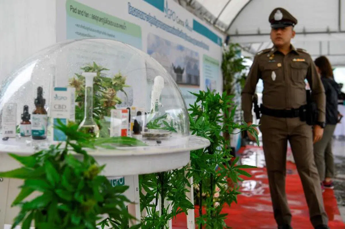  泰国政府药剂机构用大麻制药。（法新社） 
