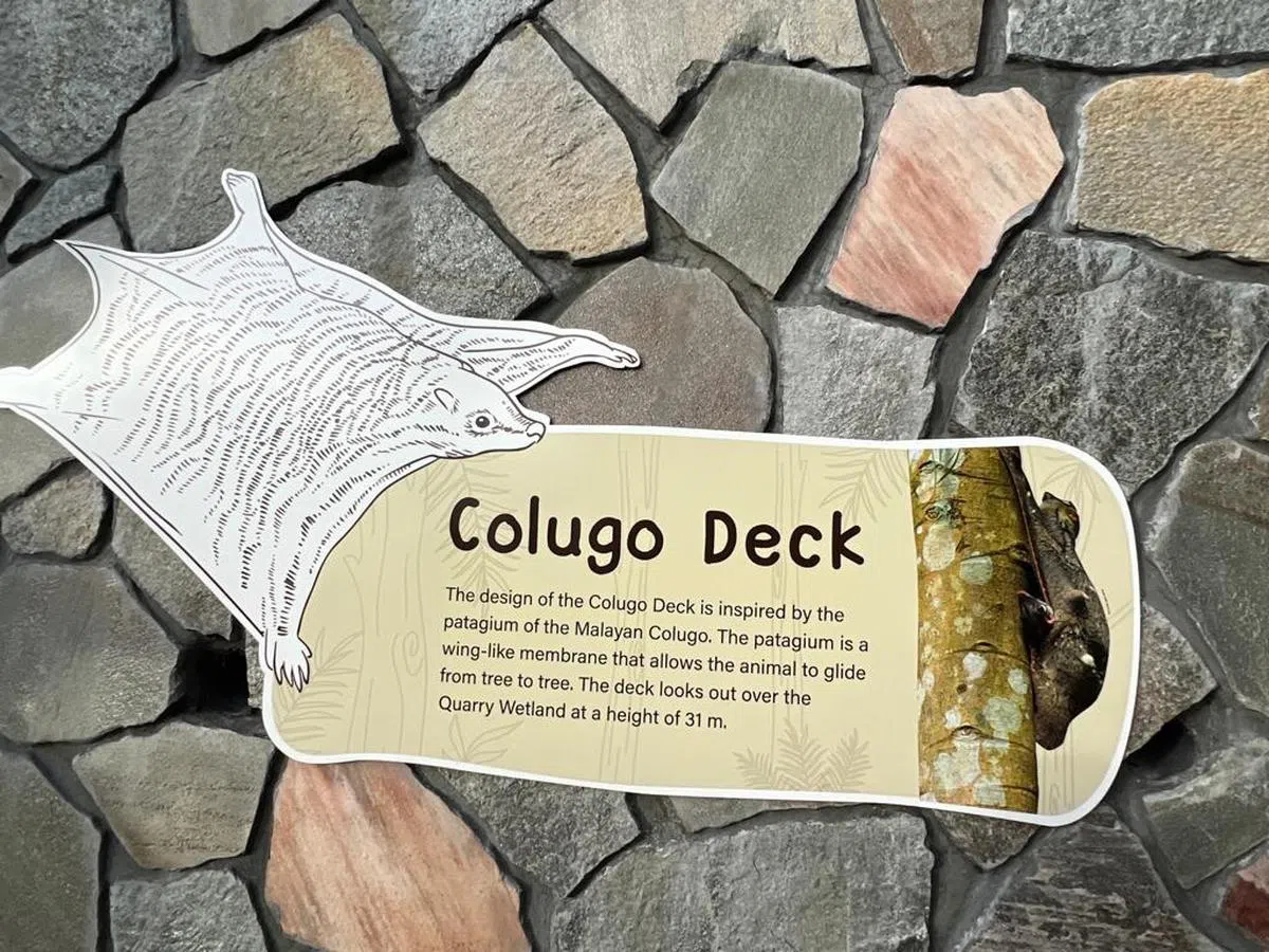 马来亚猫猴（Colugo）。（叶孝忠摄）