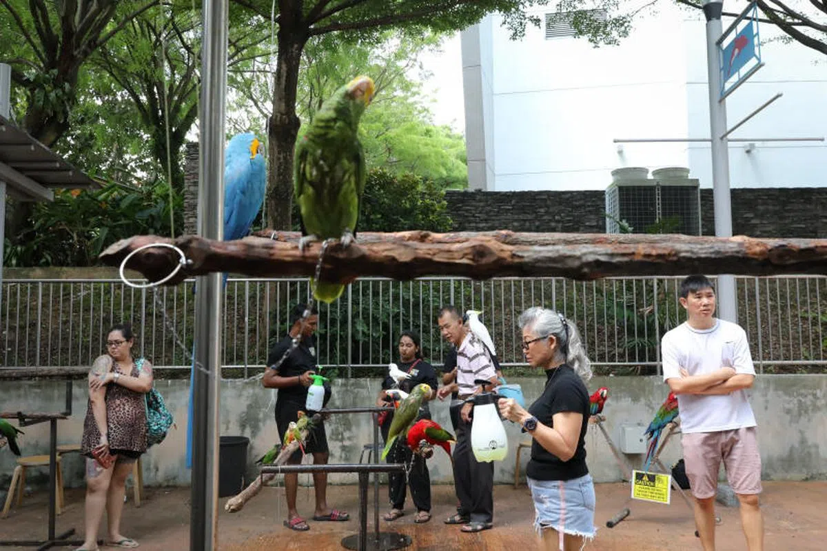 每逢星期天，鹦鹉饲主们都会聚集在实龙岗北一通道第154座组屋附近的鸟儿售卖店旁的角落“交流”。他们把鹦鹉安置在栖木上，为它们冲个澡，再让它们在晨光中晾干羽毛。（海峡时报）