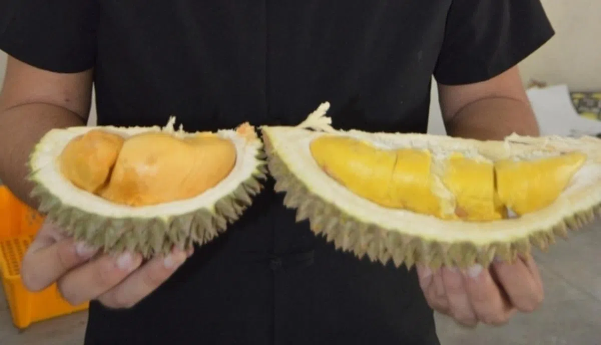  左边是黑刺榴梿，右边是猫山王。你分得出吗？（星洲网） 