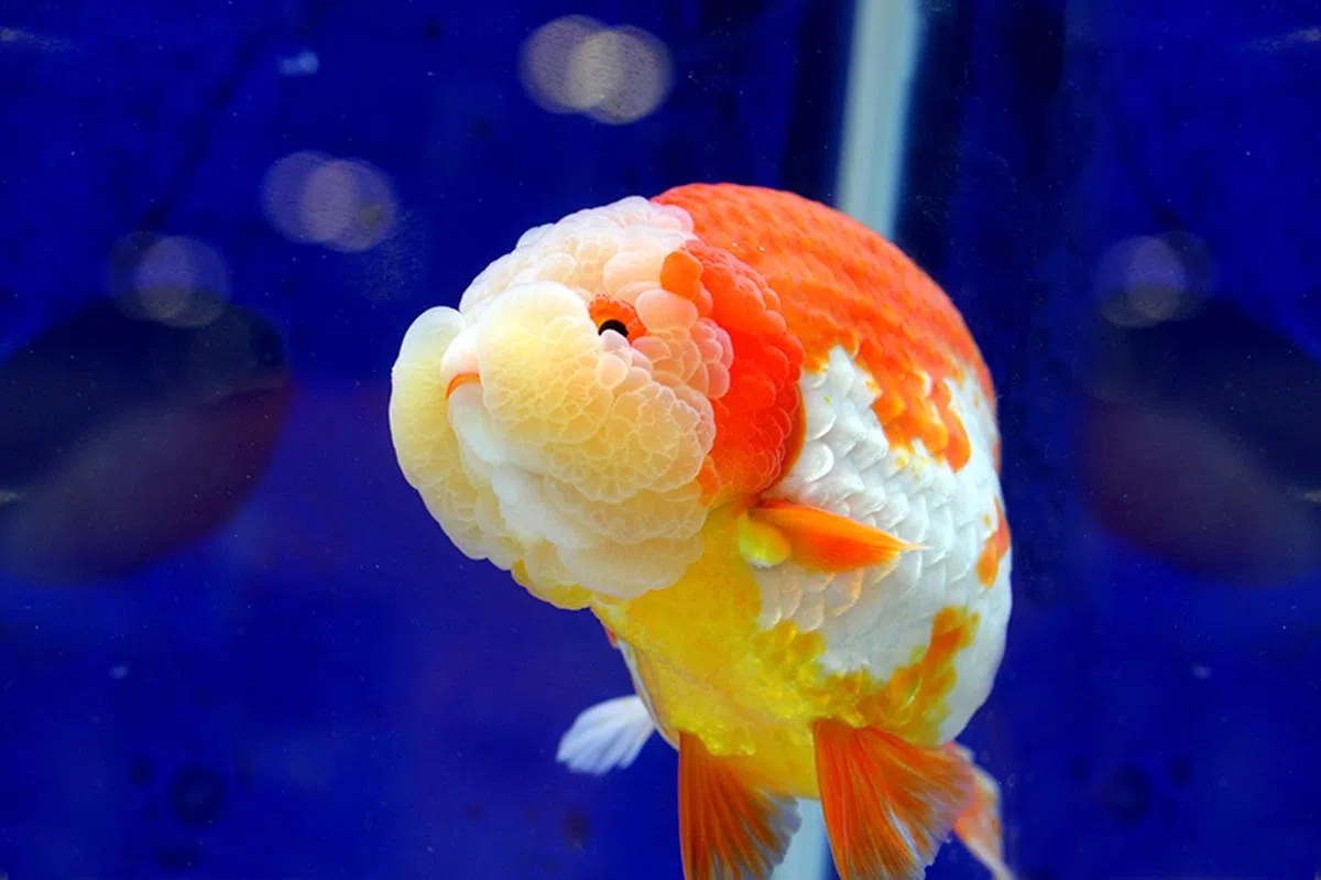  （仟湖渔场官网） 