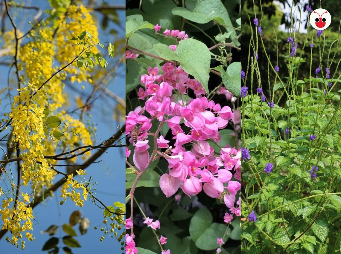 百花齐放，视觉盛宴。（陈姿潓制图）