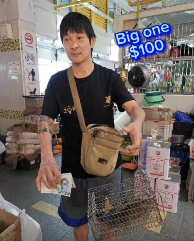 摊贩抓到重达一公斤的肥鼠，获得100新元的奖励。