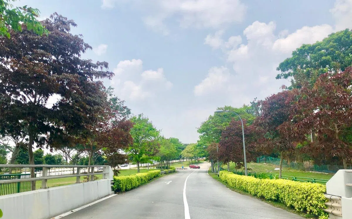  实礼达乡村俱乐部路两旁的紫薇。（国家公园局） 