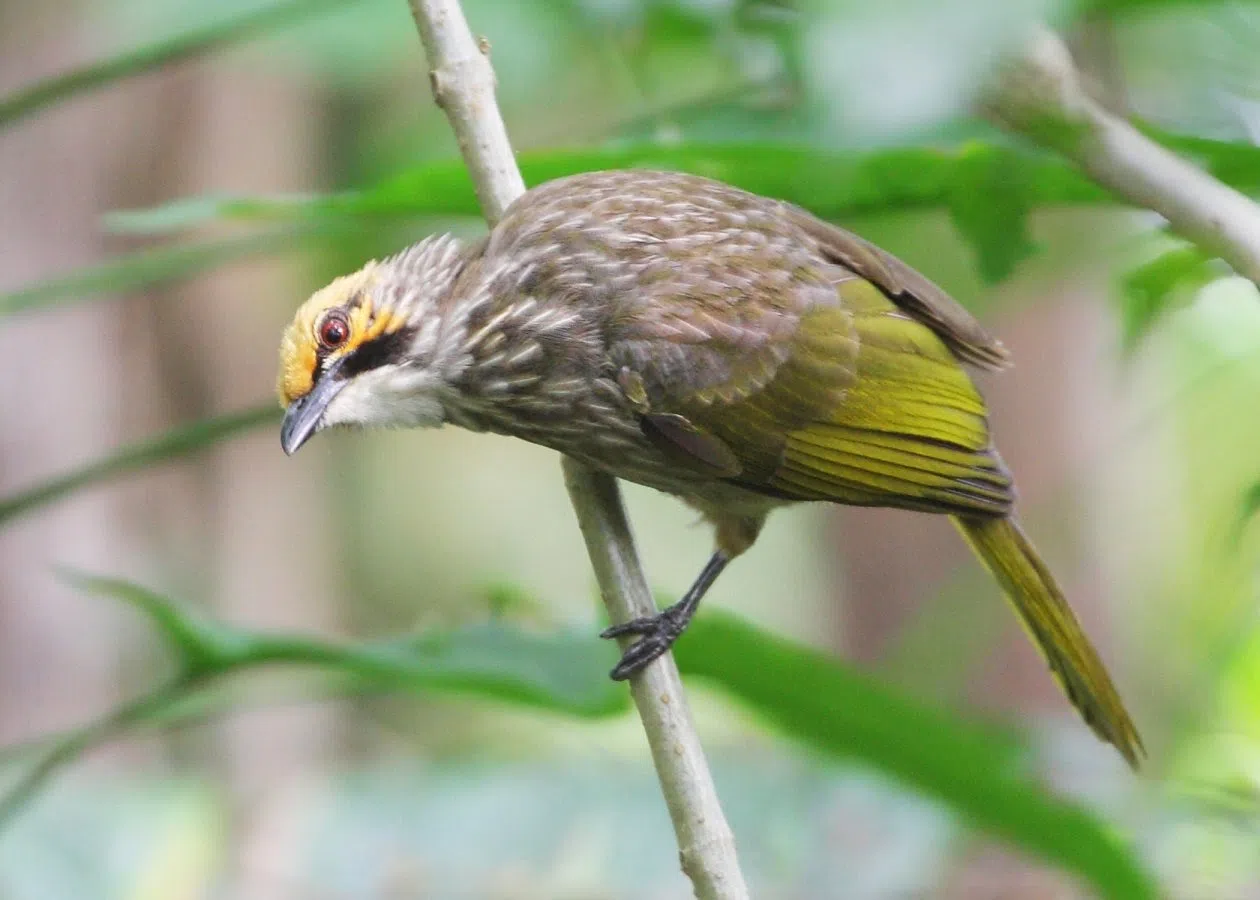  头是灰橙色的，胸前有白色条纹，眼睛和嘴角有黑色条纹。（Birdlife International） 