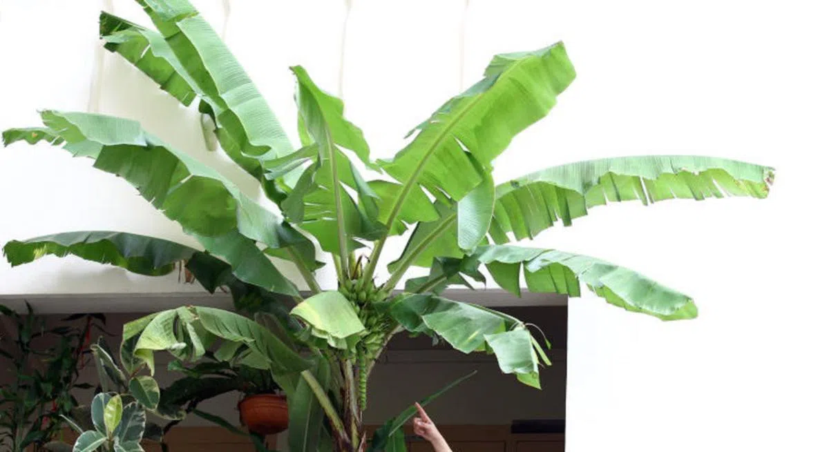  的确与香蕉树有几分相似。（联合晚报） 