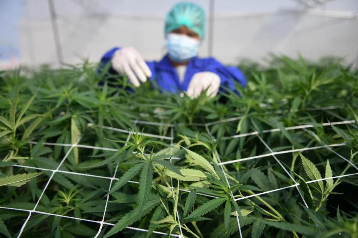泰国大麻种植园。（路透社）