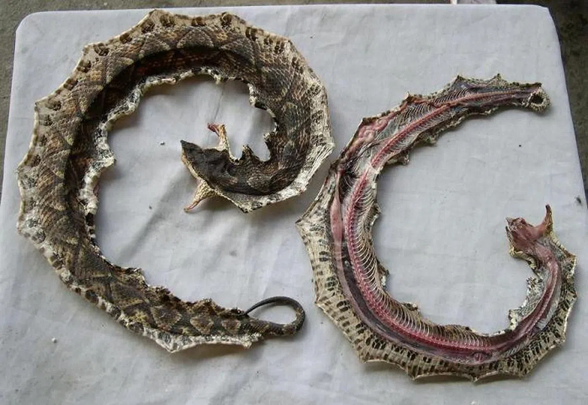 蝮蛇皮。（互联网）