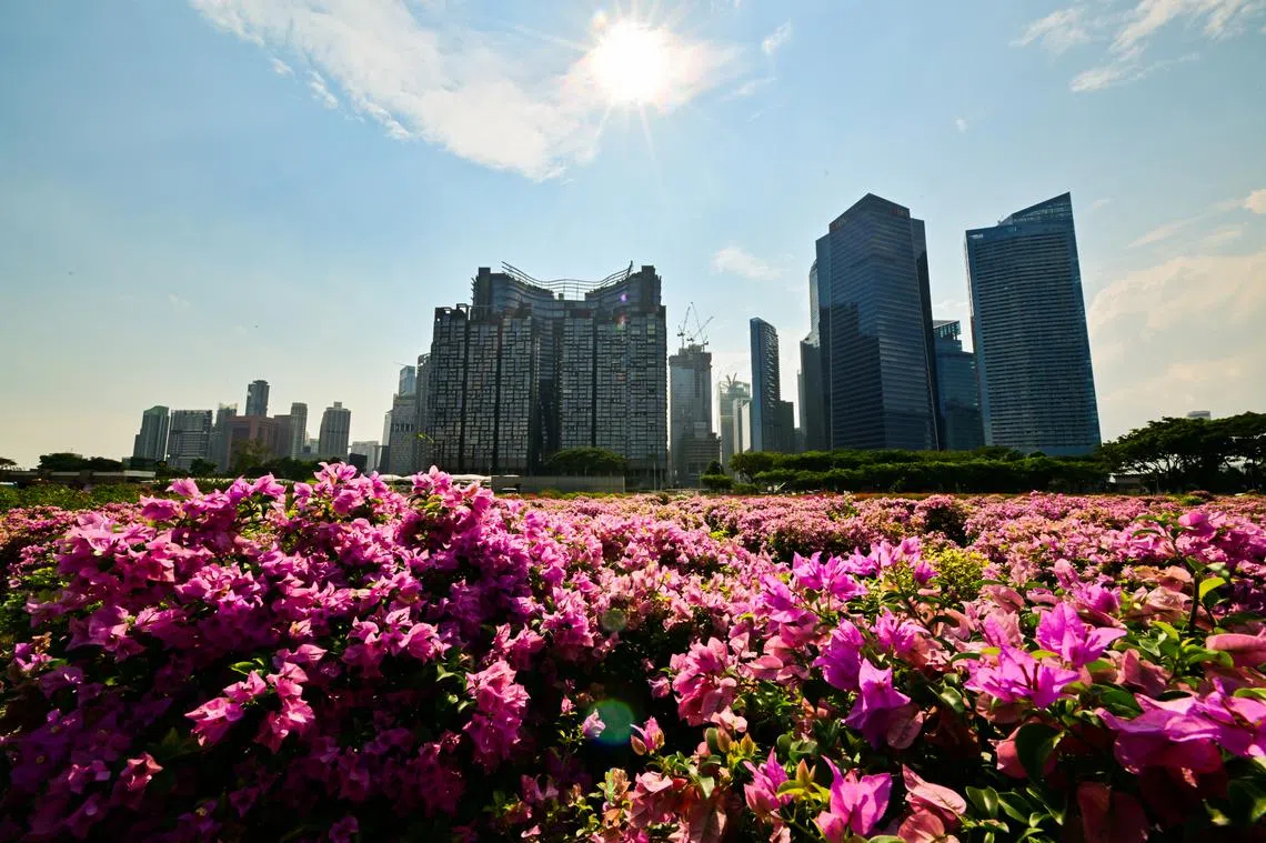 总统选举一到，本土CEO在本地跨国公司中所占的比例再成热议话题。（海峡时报）