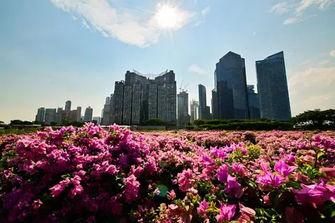总统选举一到，本土CEO在本地跨国公司中所占的比例再成热议话题。（海峡时报）