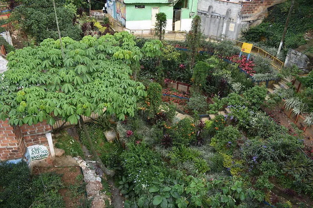 麦德林种植超过8000颗树和逾35万丛灌木。（互联网）