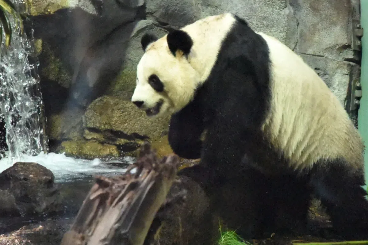  二顺。（卡尔加里动物园） 