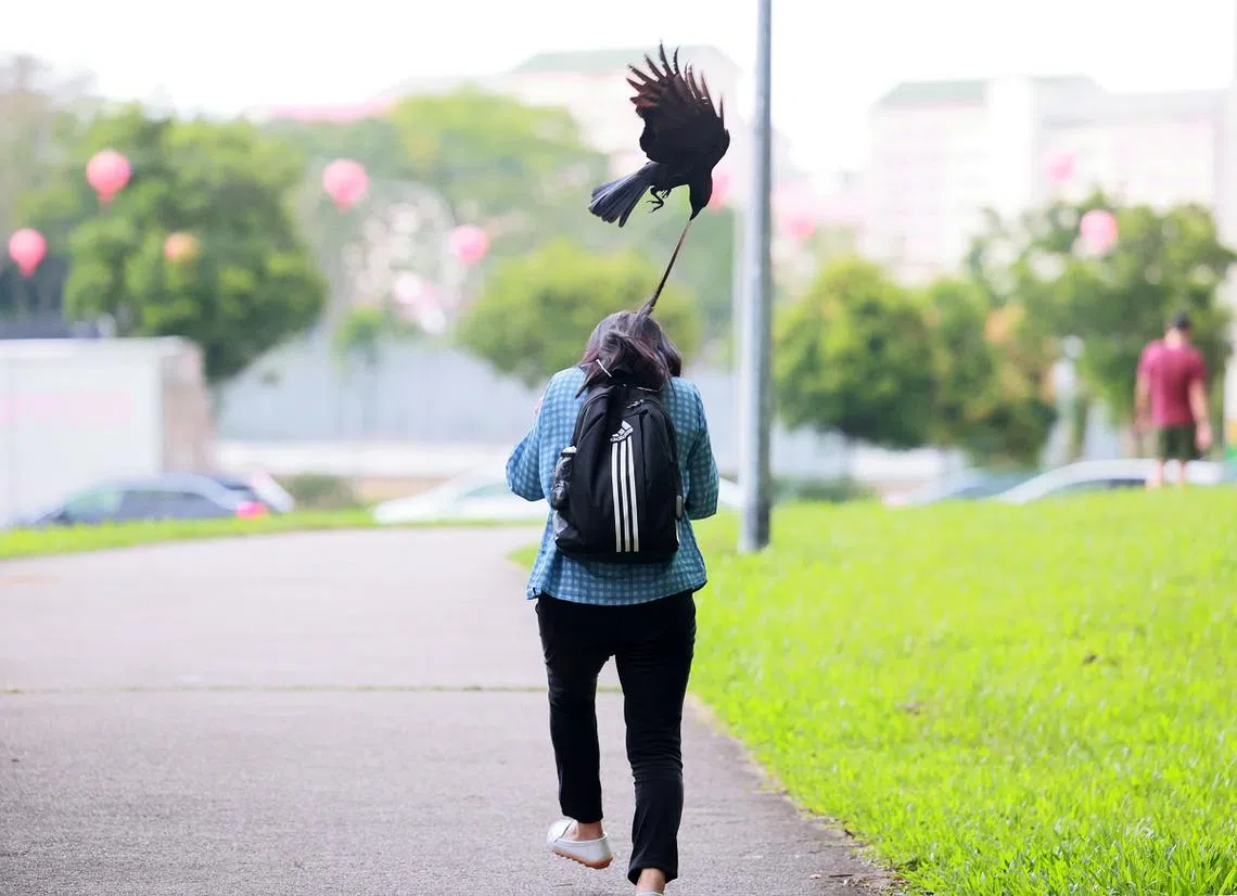 乌鸦攻击起人类，可不是闹着玩的。（新明日报）
