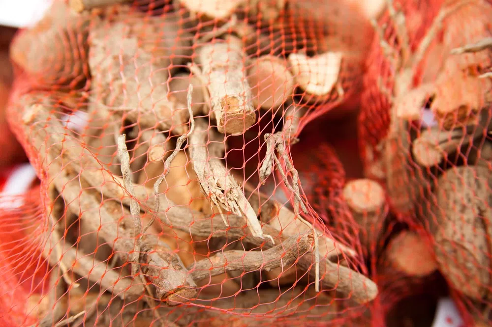 檫树的树根。（ALAMY)