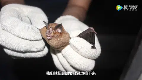 石正丽带领研究团队在SARS疫情之后，到处寻找蝙蝠栖息洞穴，采集各类蝙蝠样品做病毒检测，寻找SARS病毒踪迹。（视频截图）