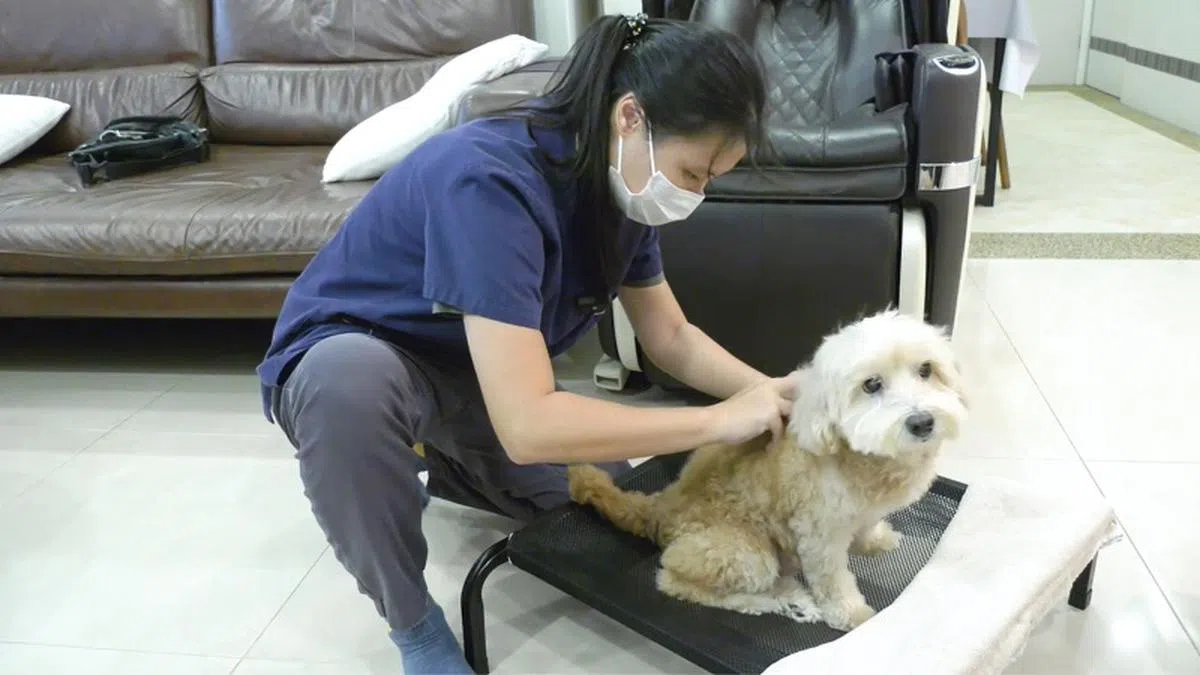 中兽医为宠物狗把脉针灸。（联合早报）