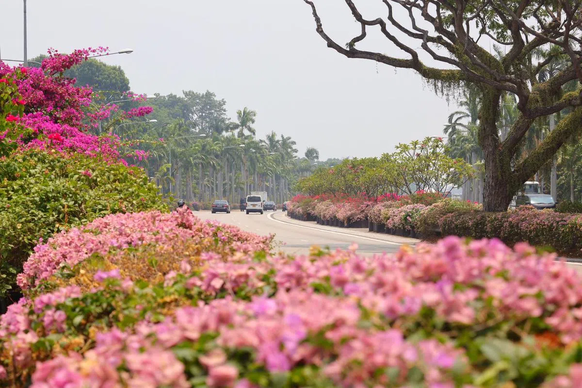  开在东海岸高速公路两旁的九重葛。（国家公园局） 