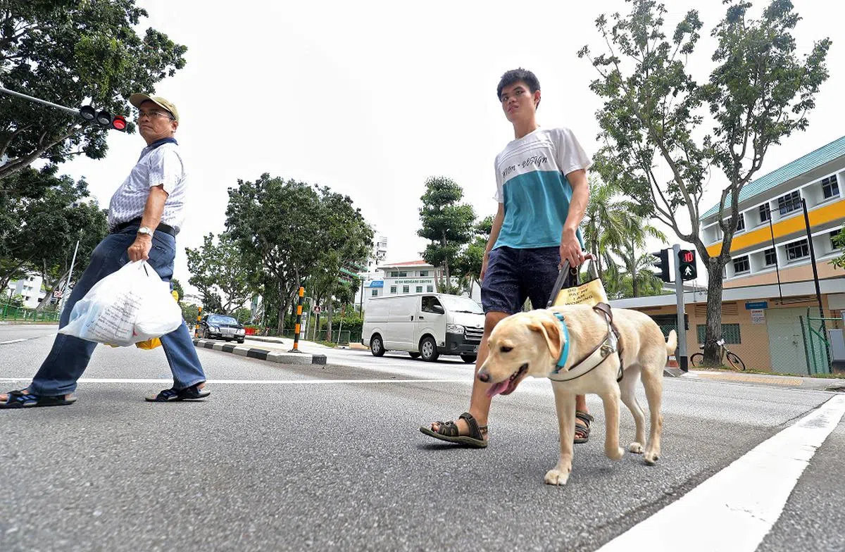 视障人士与导盲犬也须经过一段适应和磨合的过程。（联合早报）