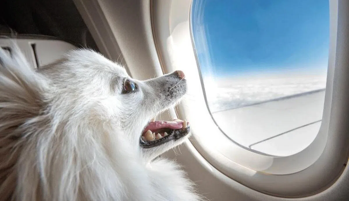 今年4月1日起，新航宣布不再接受旅客携带情感支持犬一起飞行。（互联网）