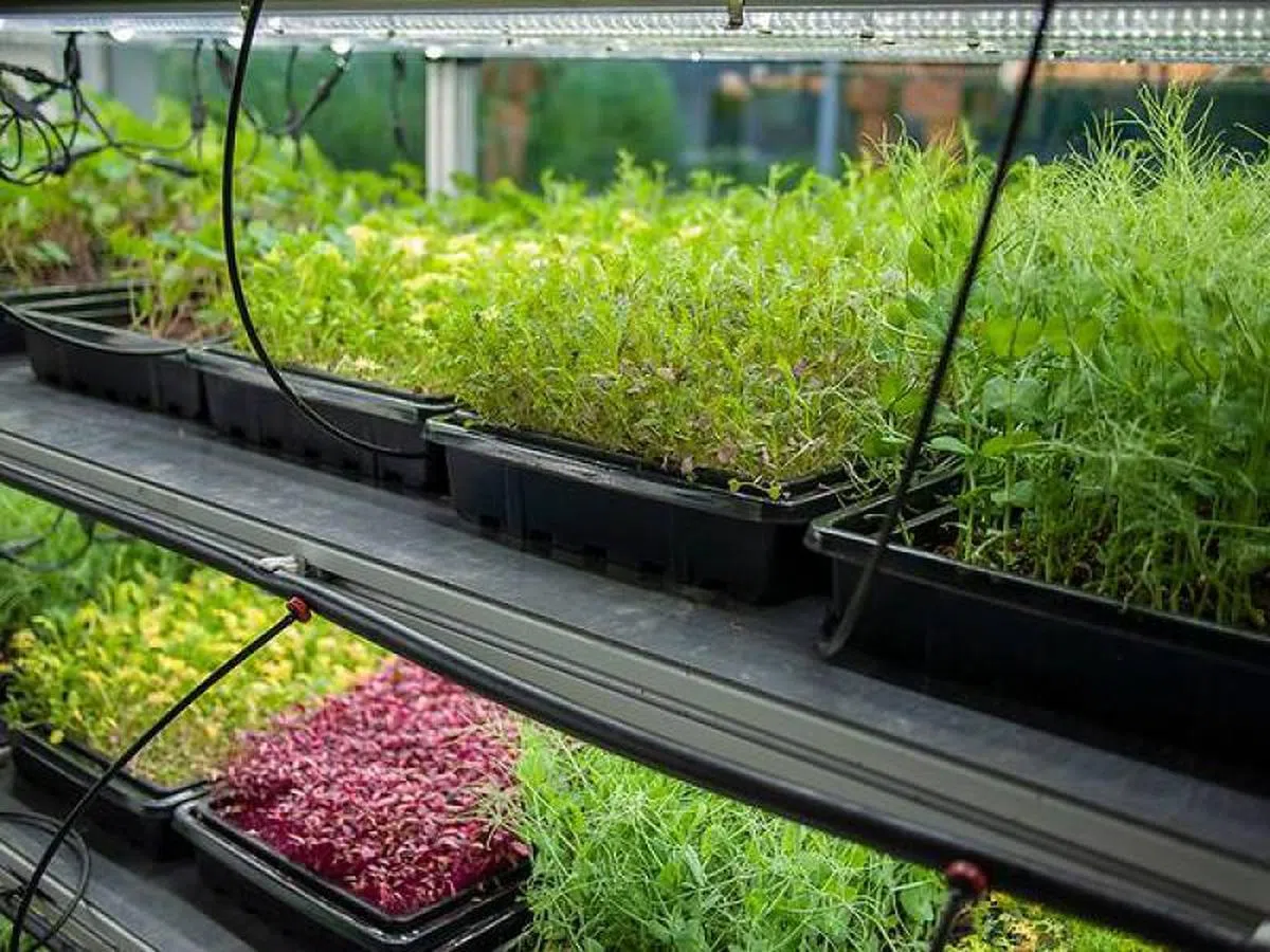  不仅室外有菜园，餐馆室内也有种植各种用来做沙拉的蔬菜。（Noka面簿） 