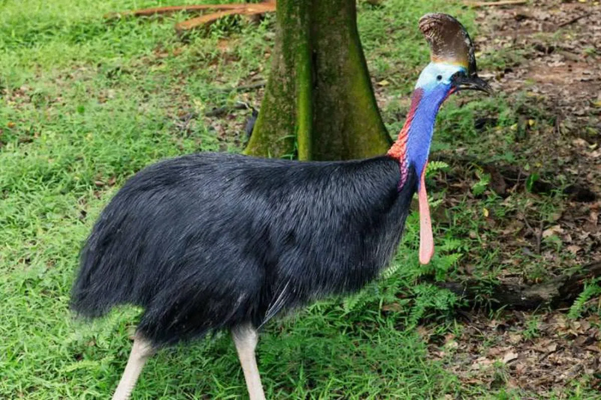 鹤鸵为世界上最危险的鸟类，它每只脚上都长有10厘米、如匕首般的爪子。（万态集团网站）
