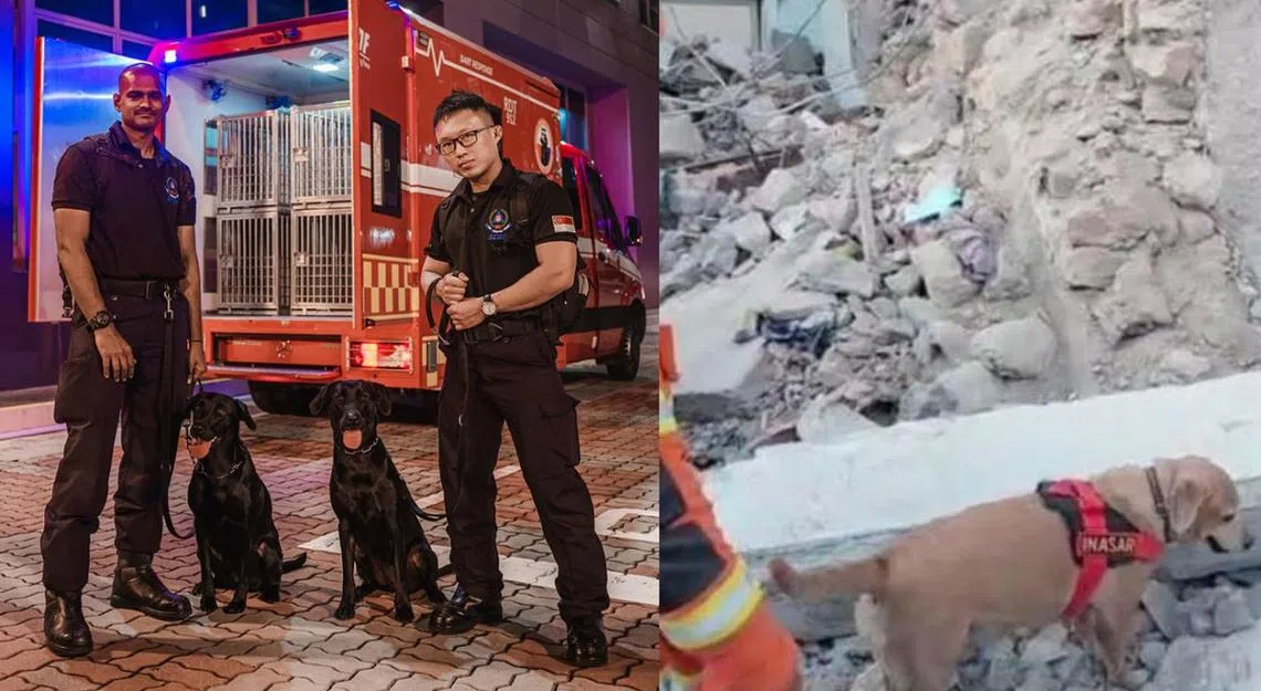 左图为新加坡民防部队派出的其中两只搜救犬，右图为来自印尼的搜救犬。（取自民防部队脸书、互联网／红蚂蚁制图）