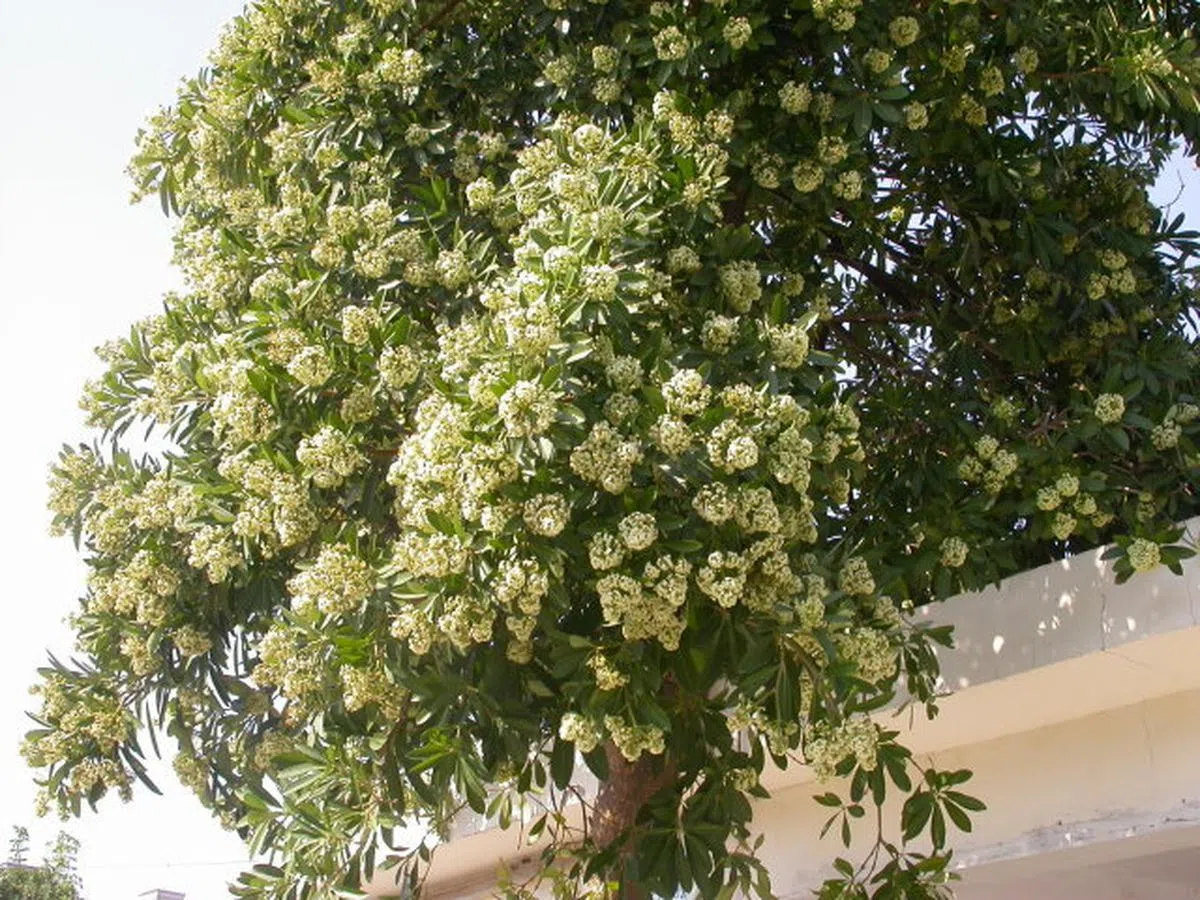  黑板树。（互联网） 