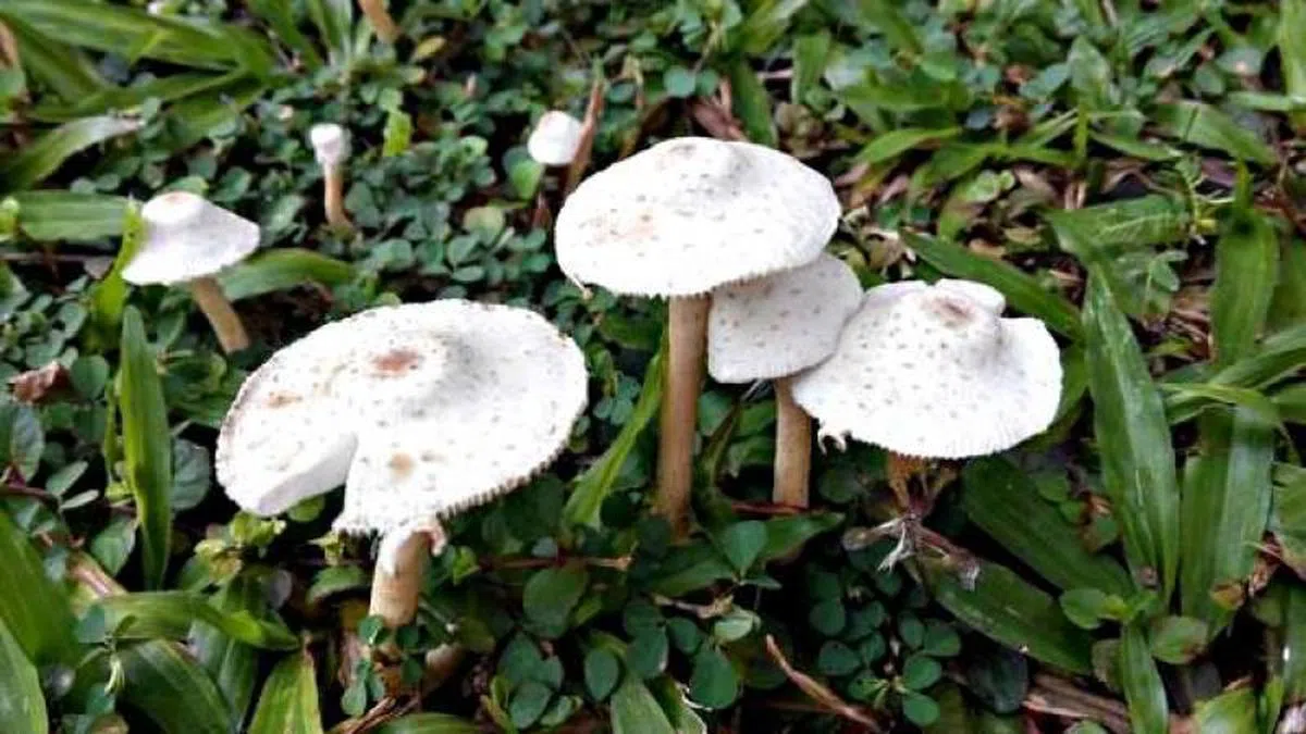  近看是这个样子。（国家公园局面簿） 