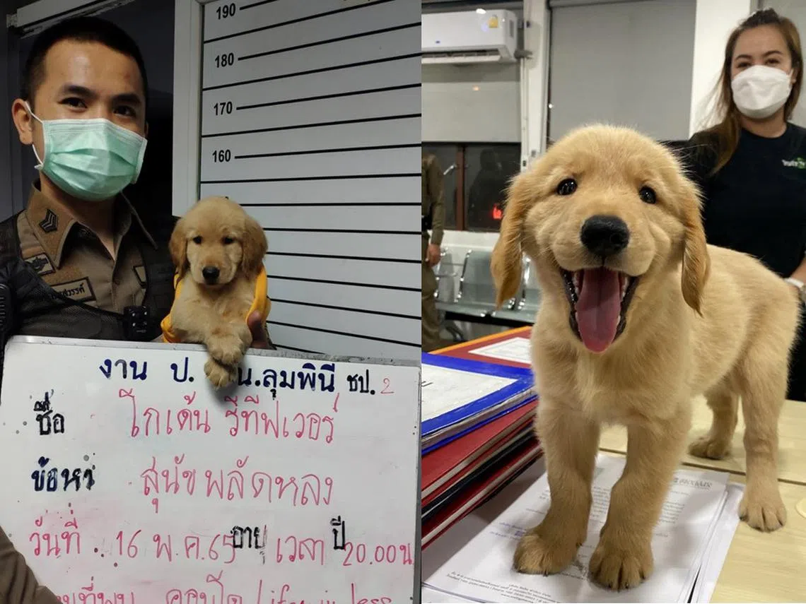 出生才不到4个月的黄金猎犬，竟然“胆大包天”，犯下擅自离家之罪，几天前被警方“拘禁”了！（红蚂蚁制图）