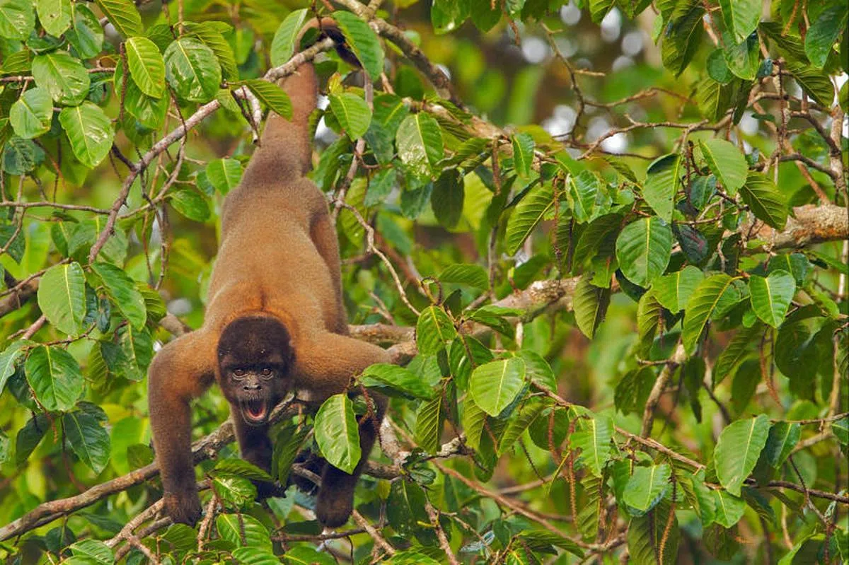  亚马逊丛林的野生棕毛猴。（Bjorn Olesen / Wildlife Photography） 
