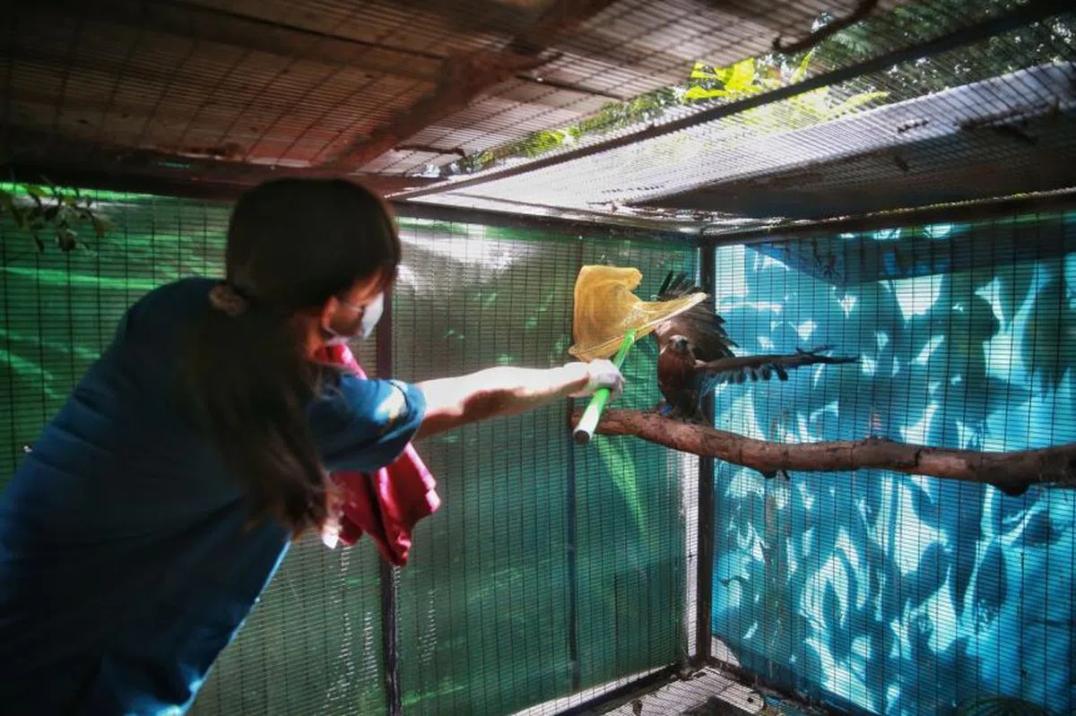  兽医用一个网子来抓住获救的凤头鹰鵰，移送去动手术。（海峡时报） 