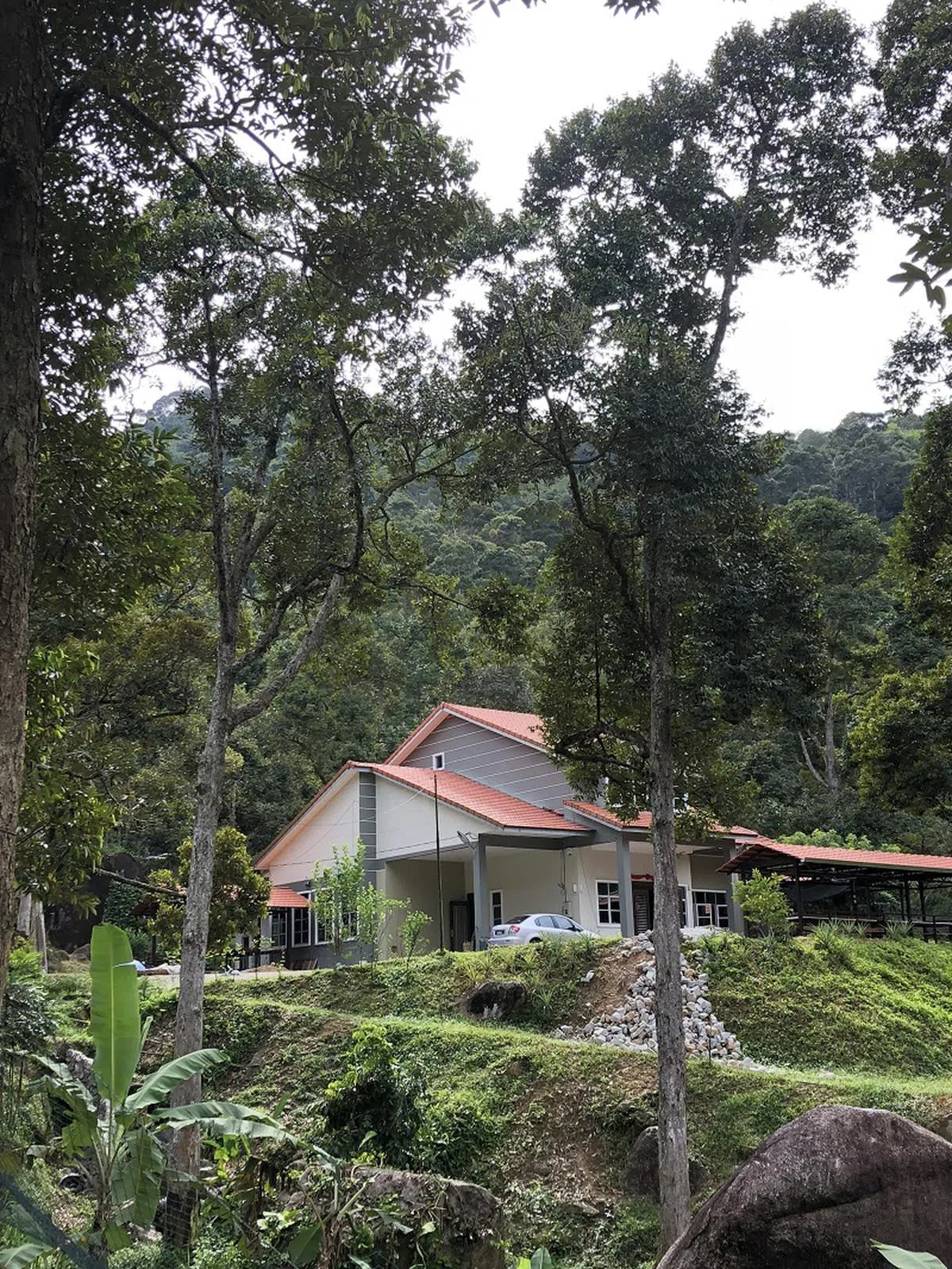  石屋榴梿园。（叶孝忠摄） 