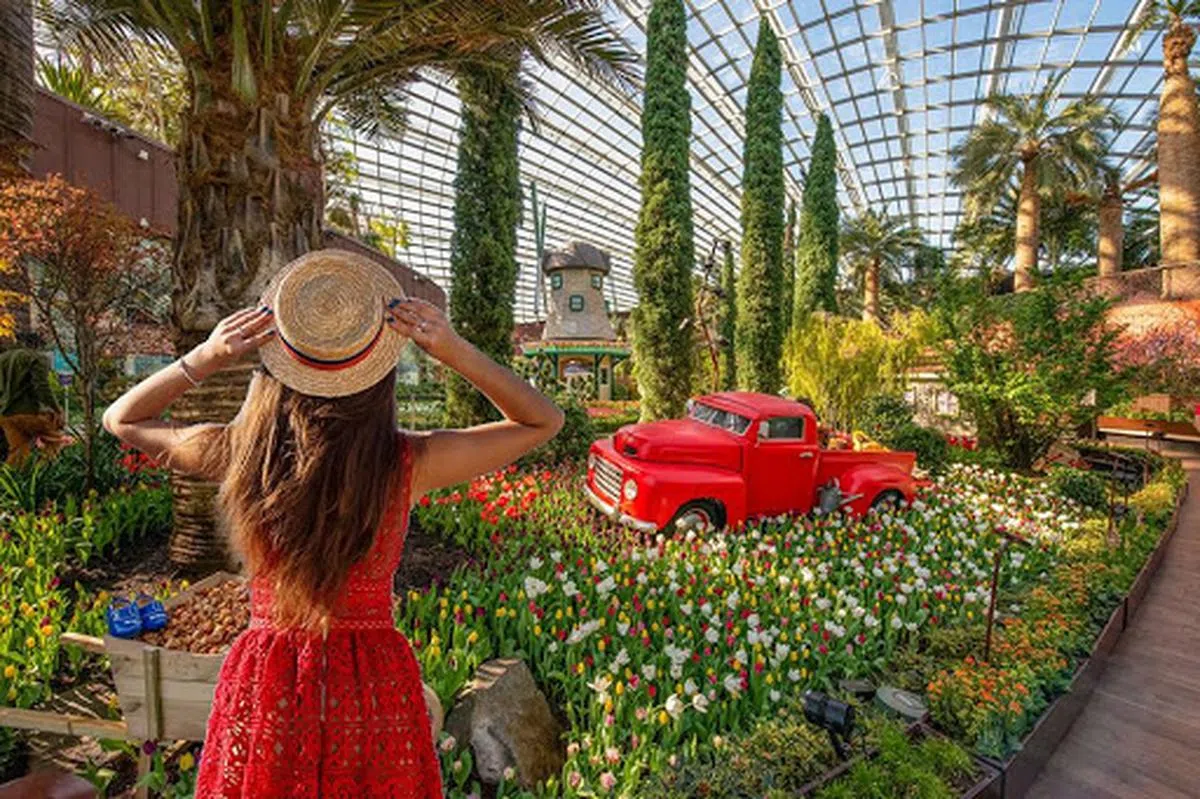  花穹内4月至5月举行的郁金香花展。（滨海湾花园面簿） 