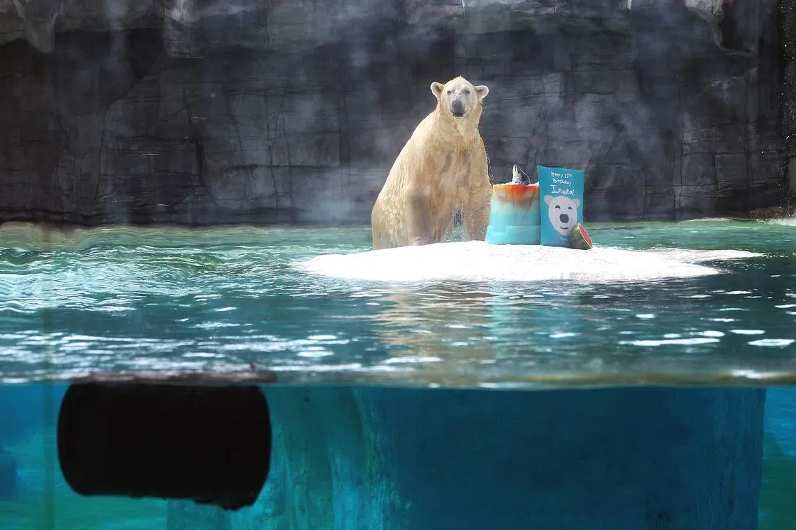 伊努卡去年12月26日庆祝27岁生日时，动物园为它送上一个特制的冰雪蛋糕和一张巨型贺卡。（联合早报）