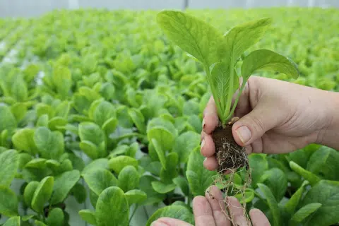 新加坡在2019年推出“30·30愿景”，冀望在2030年达到30%的粮食自给率。（联合早报）