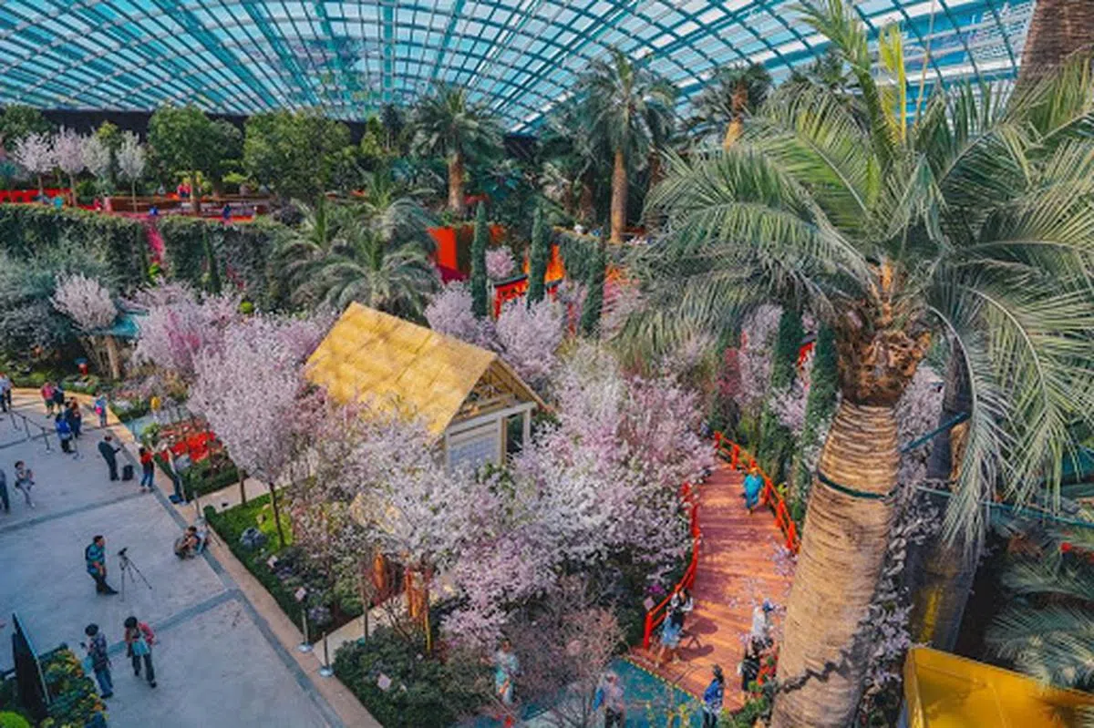  花穹内3月初的樱花展。（滨海湾花园面簿） 