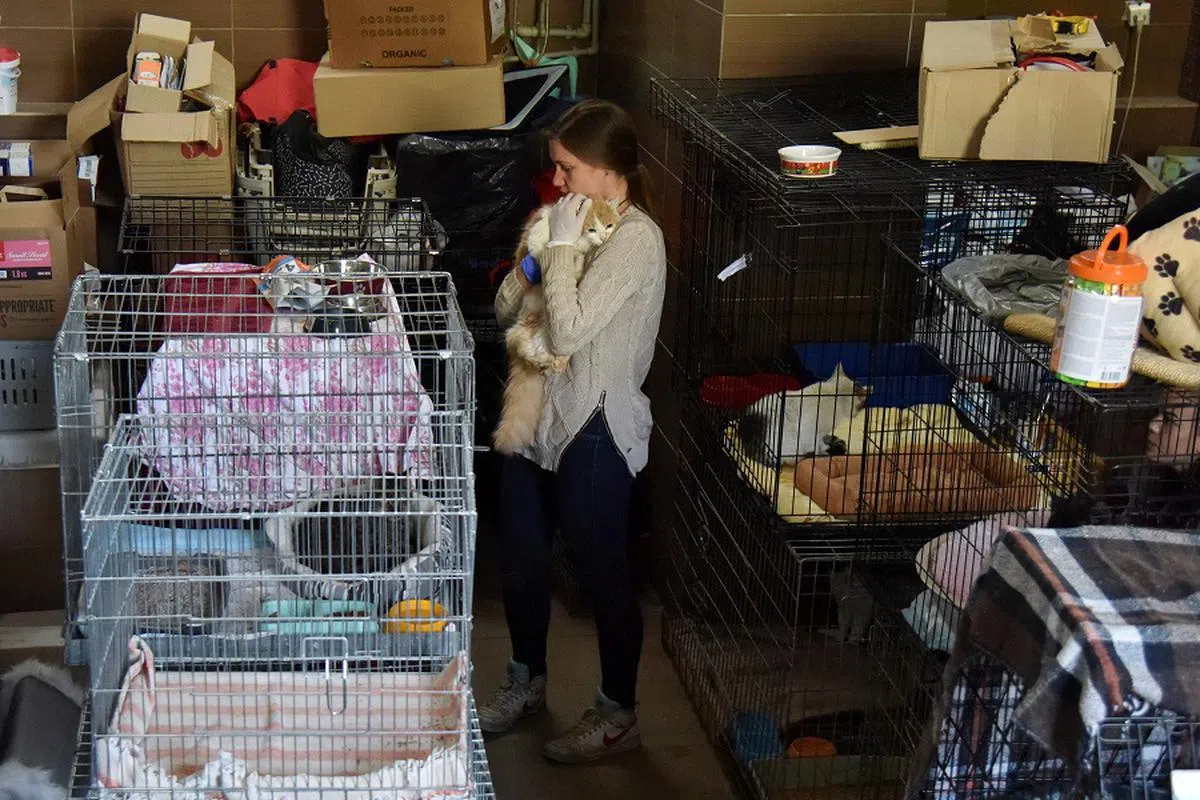 被遗弃的宠物猫。（路透社）