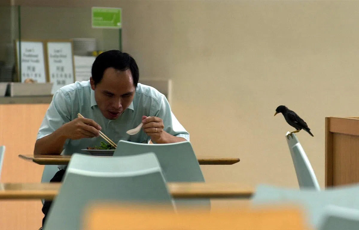  没有被鸟这样虎视眈眈地盯过敢说自己是新加坡人？（新报） 