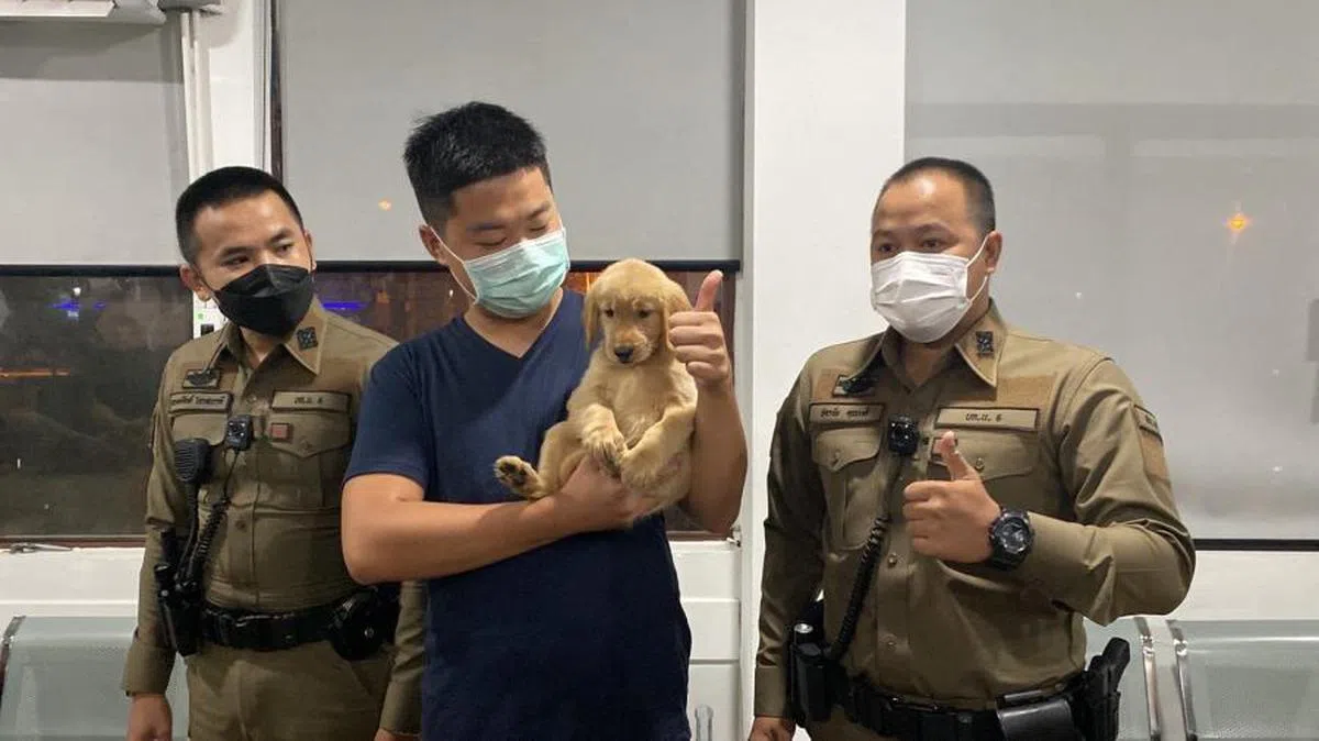 黄金猎犬终于与主人团聚。（曼谷伦披尼警察局面簿）