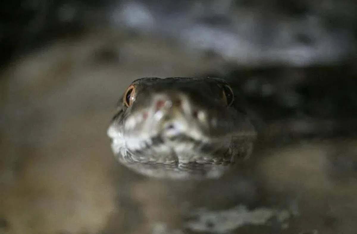 不看你的眼。（互联网）