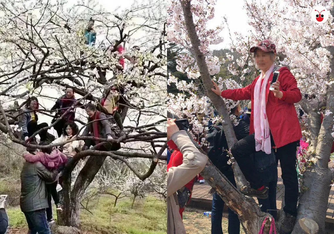 春天到了，大妈也开始上树了。（互联网/武汉大学微博）