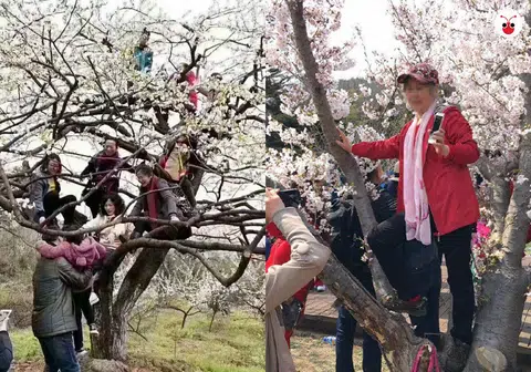 春天到了，大妈也开始上树了。（互联网/武汉大学微博）