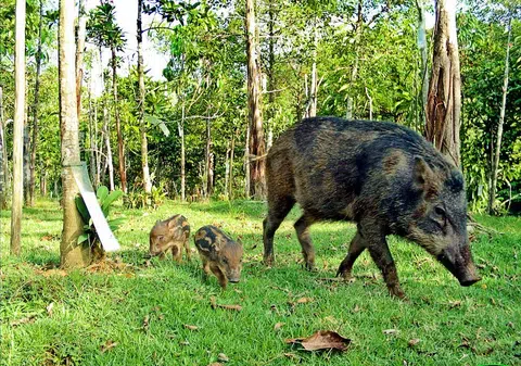 野猪带着小猪前行，穿过树木成荫的天桥万态野生动物天桥（Mandai Wildlife Bridge）。（万态野生动物集团）