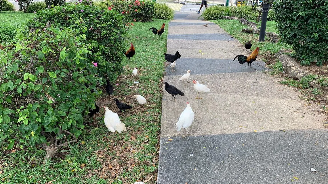 中央医院百年纪念花园有至少20多只野鸡。（红蚂蚁摄）